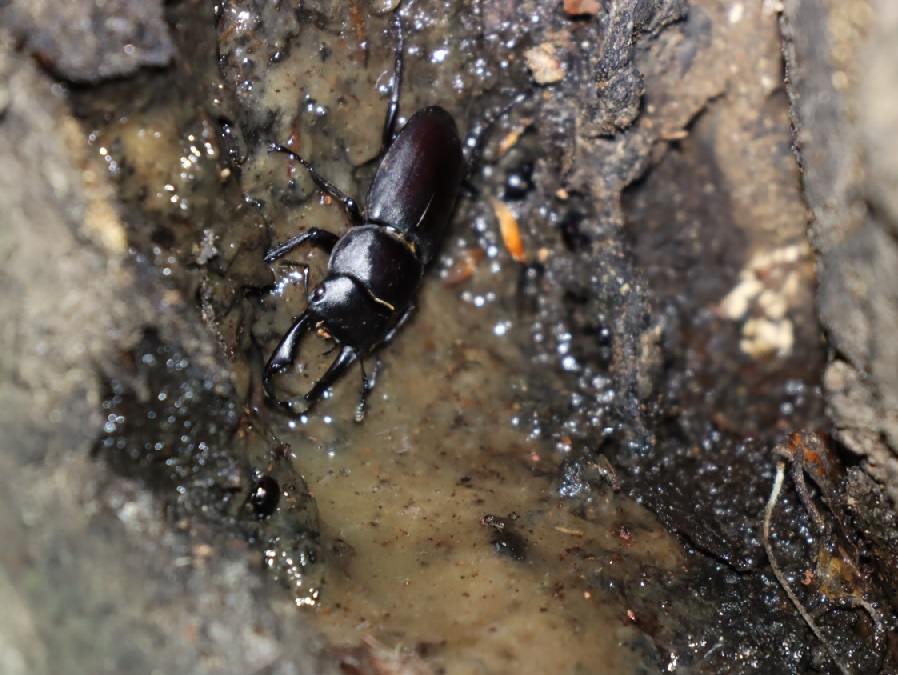 コクワガタ1♂_街中のクヌギ_2023年5月28日19時35分 気温20.1度